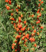 Dried Goji Berries - Image 2