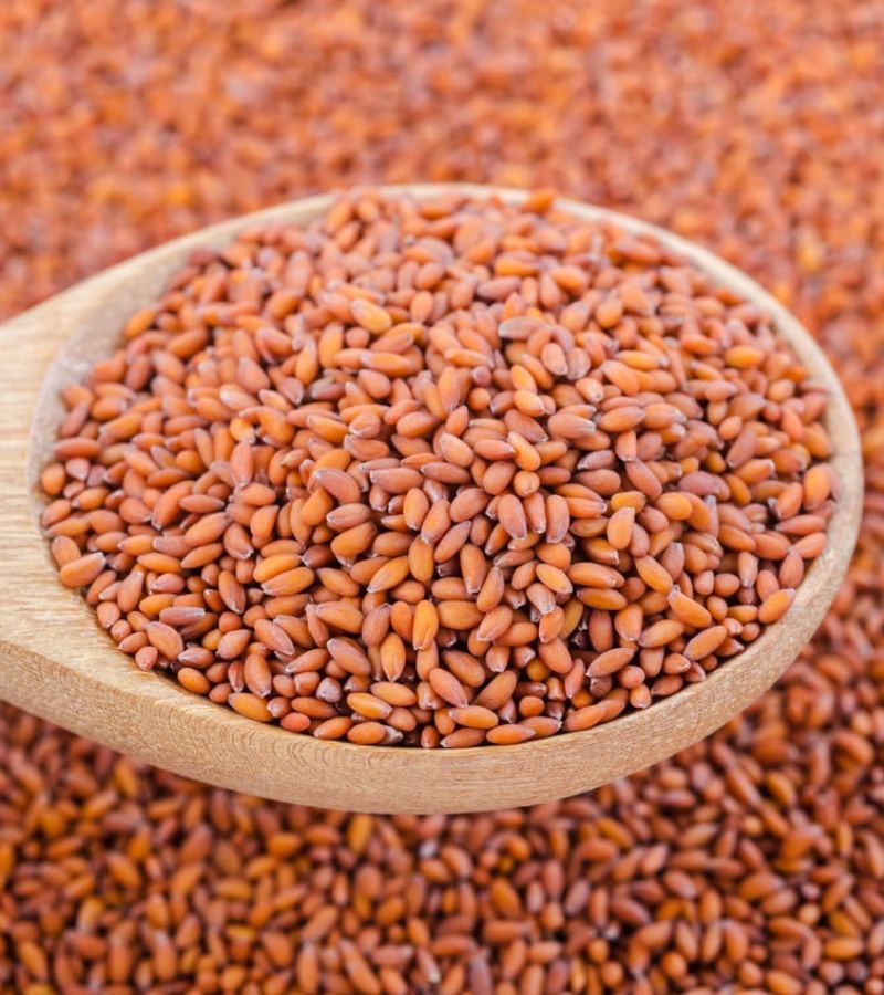 Halim Seeds Halim Seeds